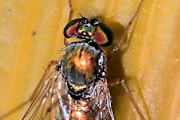 Long-legged Fly (Dolichopodidae sp) (Dolichopodidae sp)